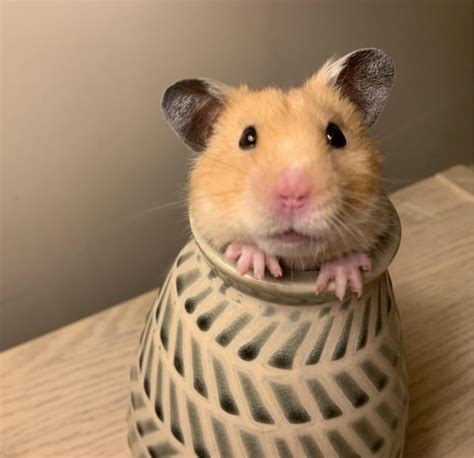 r/hamster